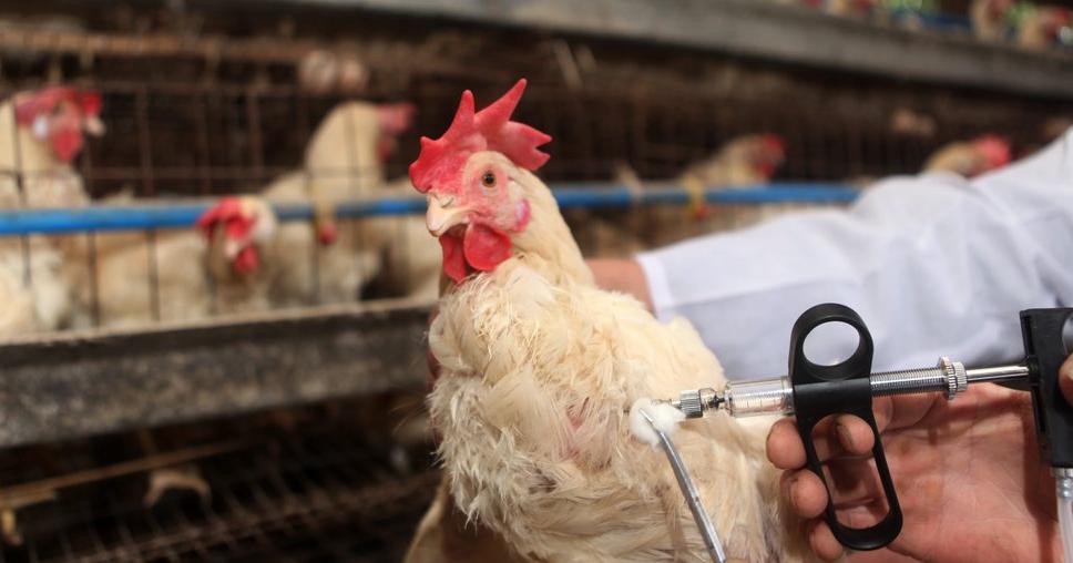 Blayais : grippe aviaire détectée chez un particulier