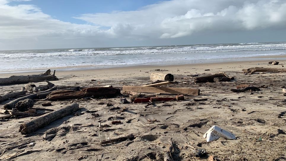 Littoral girondin : une hécatombe d’oiseaux mise au jour par la mer après la tempête Pedro
