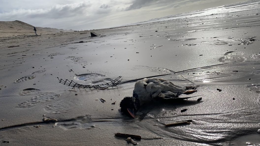 Littoral girondin : une hécatombe d’oiseaux mise au jour par l'océan après la tempête Pedro