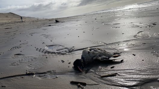 Littoral girondin : une hécatombe d’oiseaux mise au jour par l'océan après la tempête Pedro
