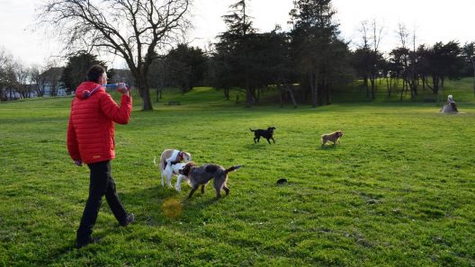 Promenade canine : Eysines clarifie les usages au Pinsan face à l’affluence
