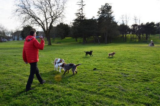 Promenade canine : Eysines clarifie les usages au Pinsan face à l’affluence