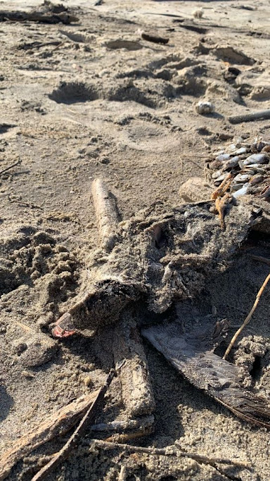 Littoral girondin : une hécatombe d’oiseaux mise au jour par la mer après la tempête Pedro