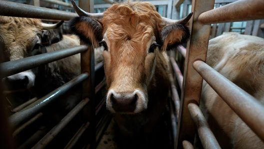 Protection animale : la fermeture de l’abattoir de Bazas au cœur d’une procédure judiciaire