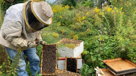 Lot-et-Garonne : les essaims d’abeilles se multiplient avec le printemps précoce
