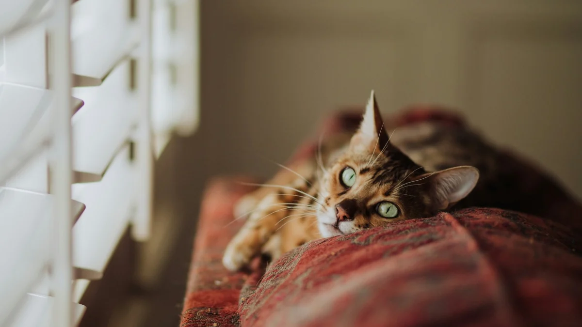 Bordeaux : le Muséum lance une grande saison dédiée aux félins avec « Miaou ! »