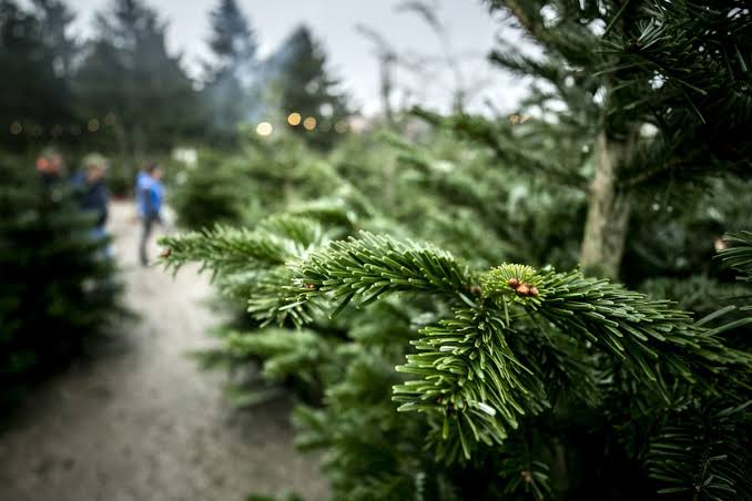Après plusieurs années d'absence, Bordeaux mise de nouveau sur un sapin naturel pour les fêtes de Noël