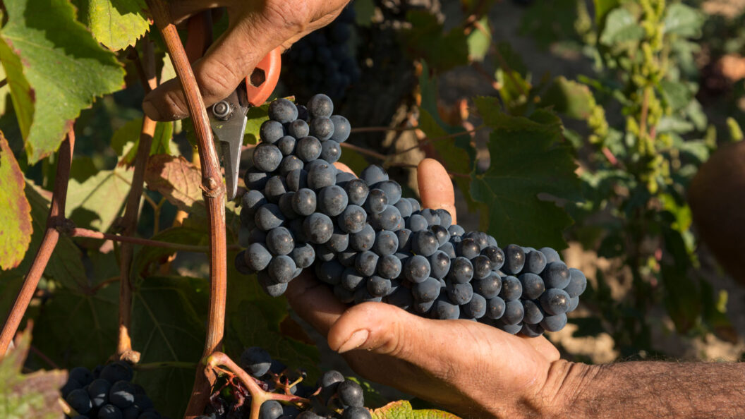 Dordogne : le vignoble de Bergerac à l'épreuve d'un été sans pluie