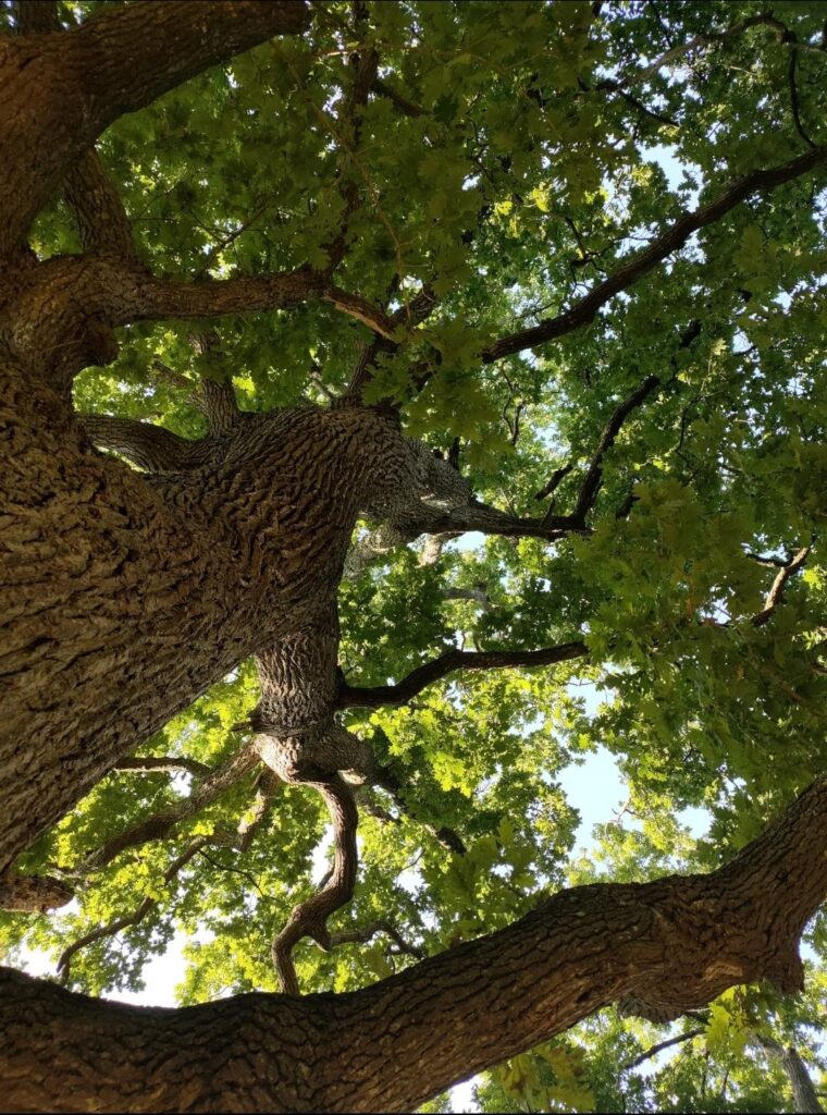 Au ras des pâquerettes