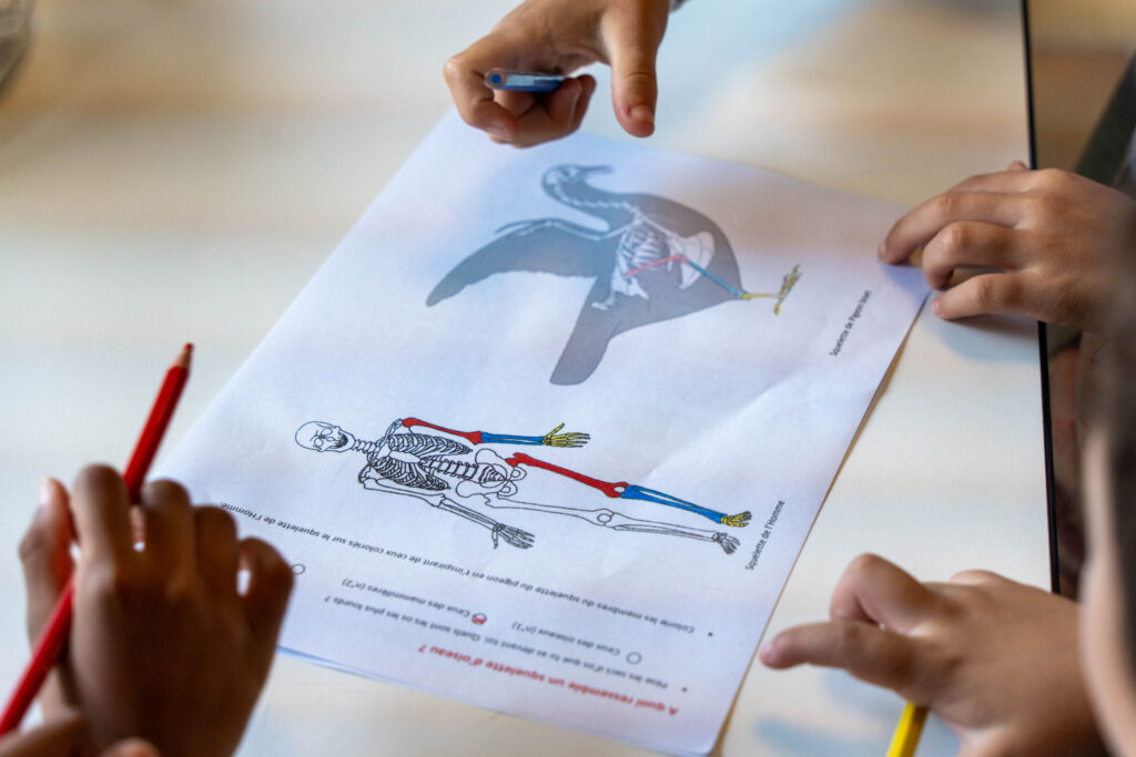 Atelier morphologie des oiseaux