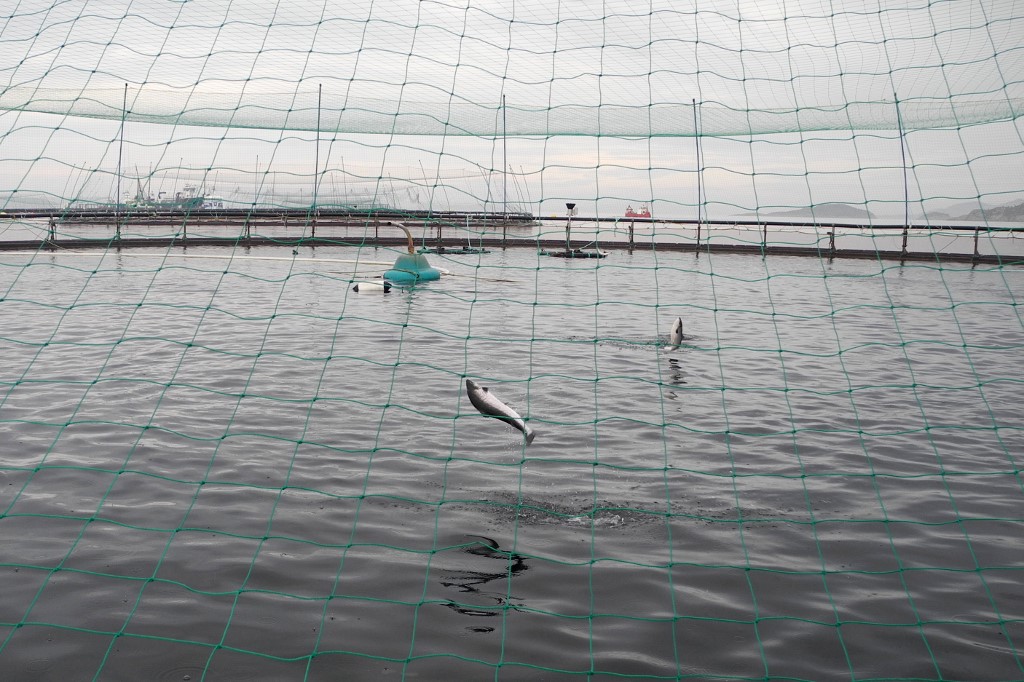 ferme à saumons Verdon-sur-Mer polémique, annulation réunion publique Verdon-sur-Mer, projet industriel ferme à saumons Gironde, opposition projet ferme aquacole Verdon, risques environnementaux ferme à saumons Gironde, enquête publique ferme à saumons Verdon, mobilisation citoyenne contre ferme à saumons, impact écologique ferme à saumons Verdon, débat sur ferme aquacole Verdon-sur-Mer, tensions autour projet ferme industrielle Gironde