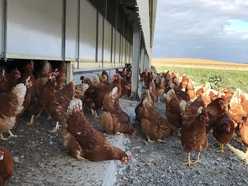 Saint-Médard-en-Jalles : des poules de réforme échappent à l’abattoir grâce à une vente solidaire