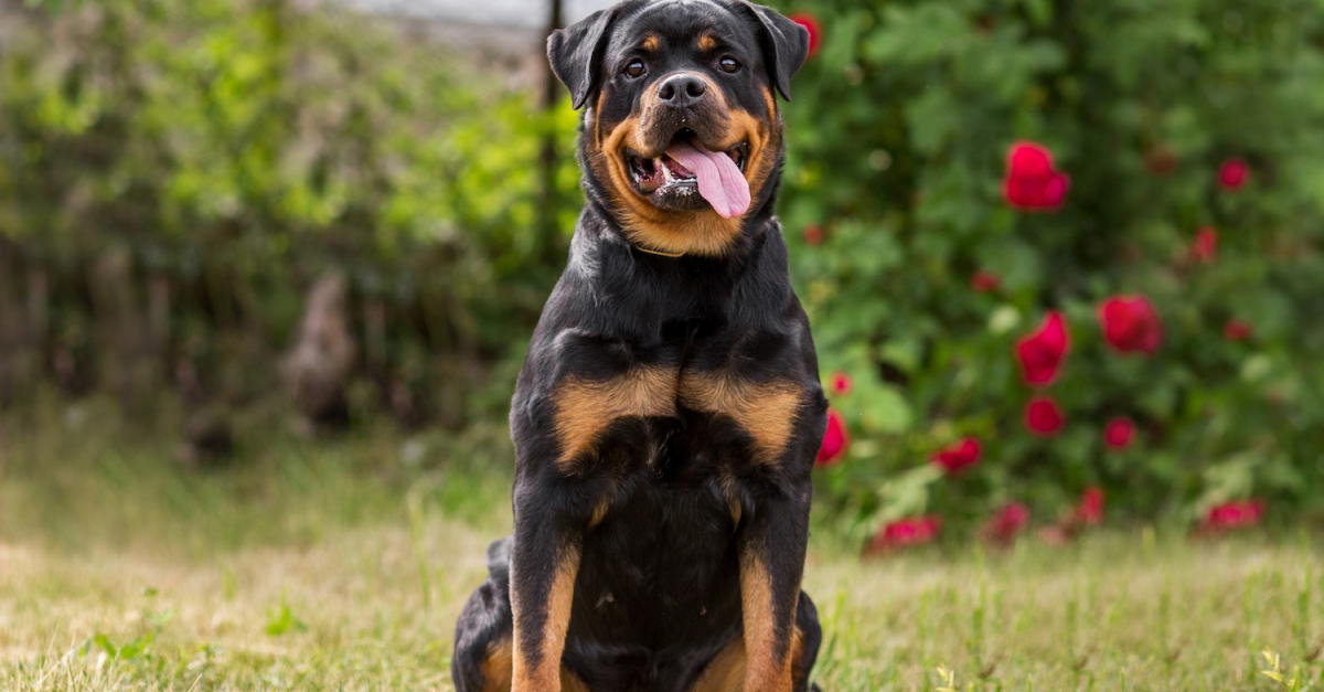 Auros, Sud-Gironde : une chienne tuée par balles, l’enquête révèle un acte volontaire de cruauté