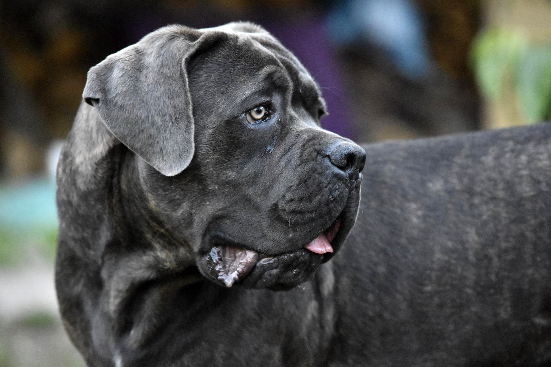 Gendarme mordu à Libourne : les chiens à l’origine de l’attaque saisis pour expertise comportementale