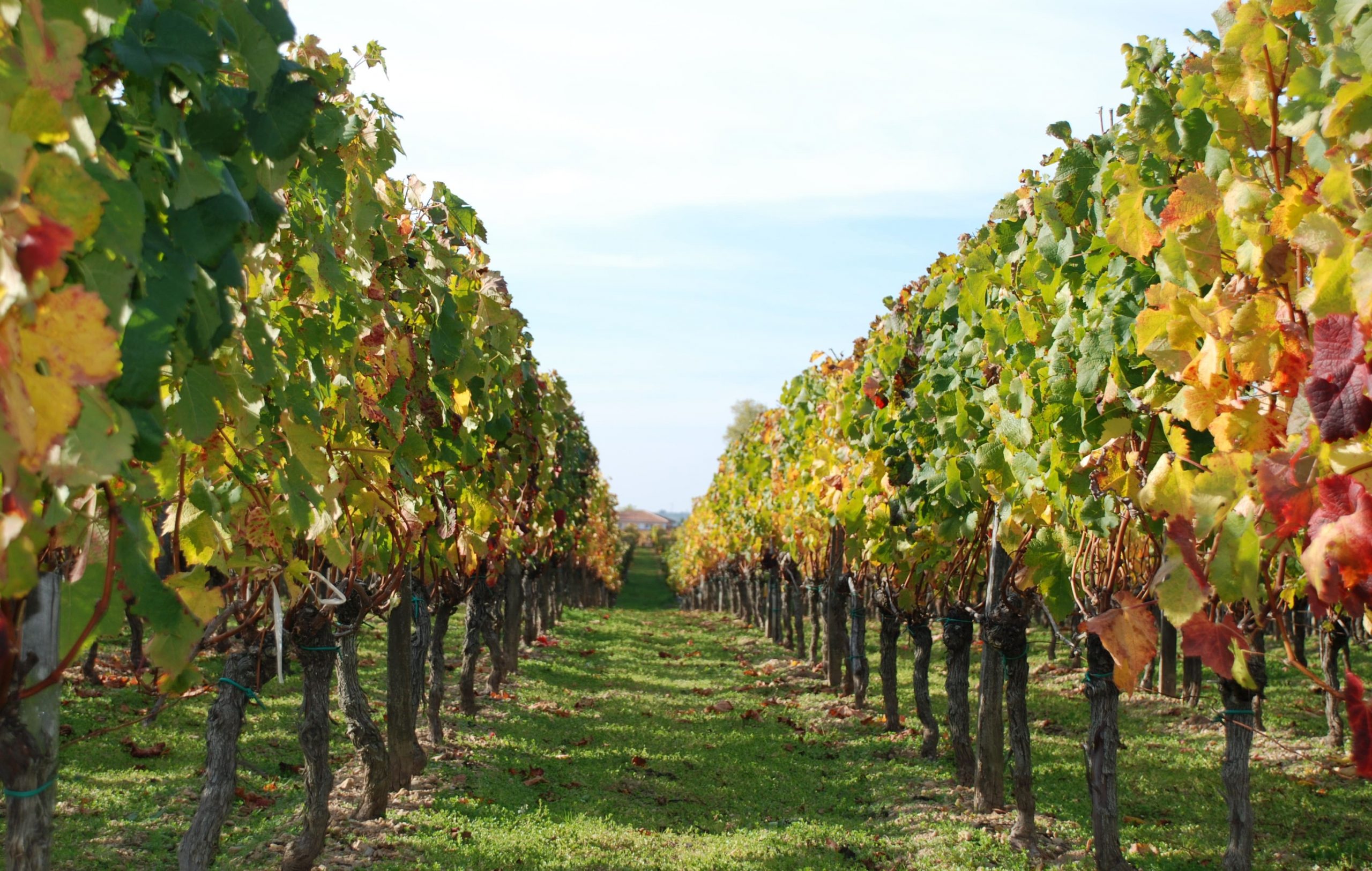 Saint-Magne-de-Castillon : un vigneron se donne la mort sur son domaine