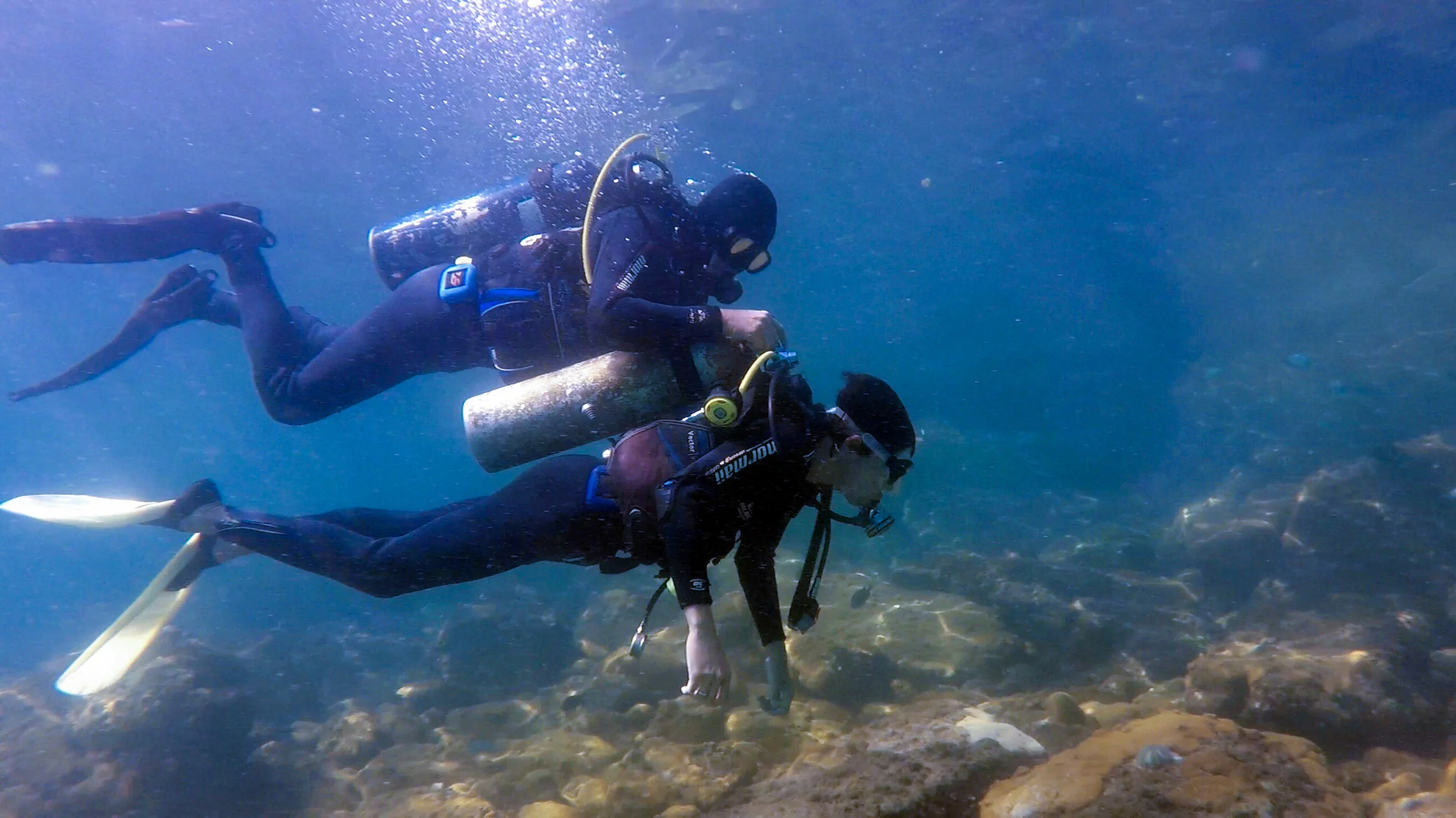 Biodiversité marine : quatre nouvelles espèces découvertes dans les grottes d’Hendaye