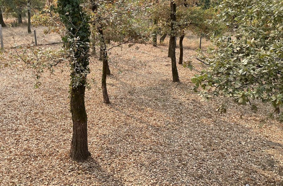 Gironde : pourquoi les arbres perdent leurs feuilles en plein été