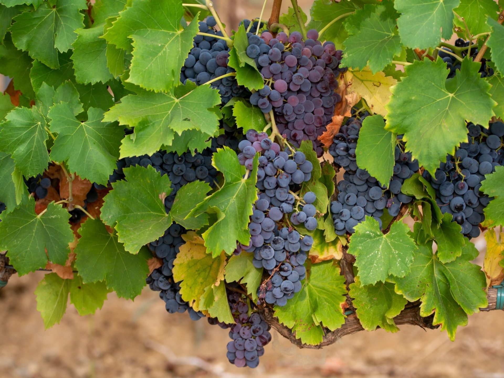 Bordeaux en difficulté face aux nouvelles barrières douanières des États-Unis, Pierre Hurmic et Bernard Farges montent au créneau