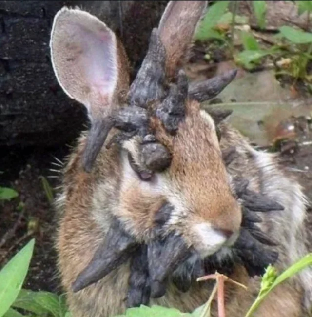 USA : Lapins aux « cornes » noires : un virus sévit dans le nord du Colorado