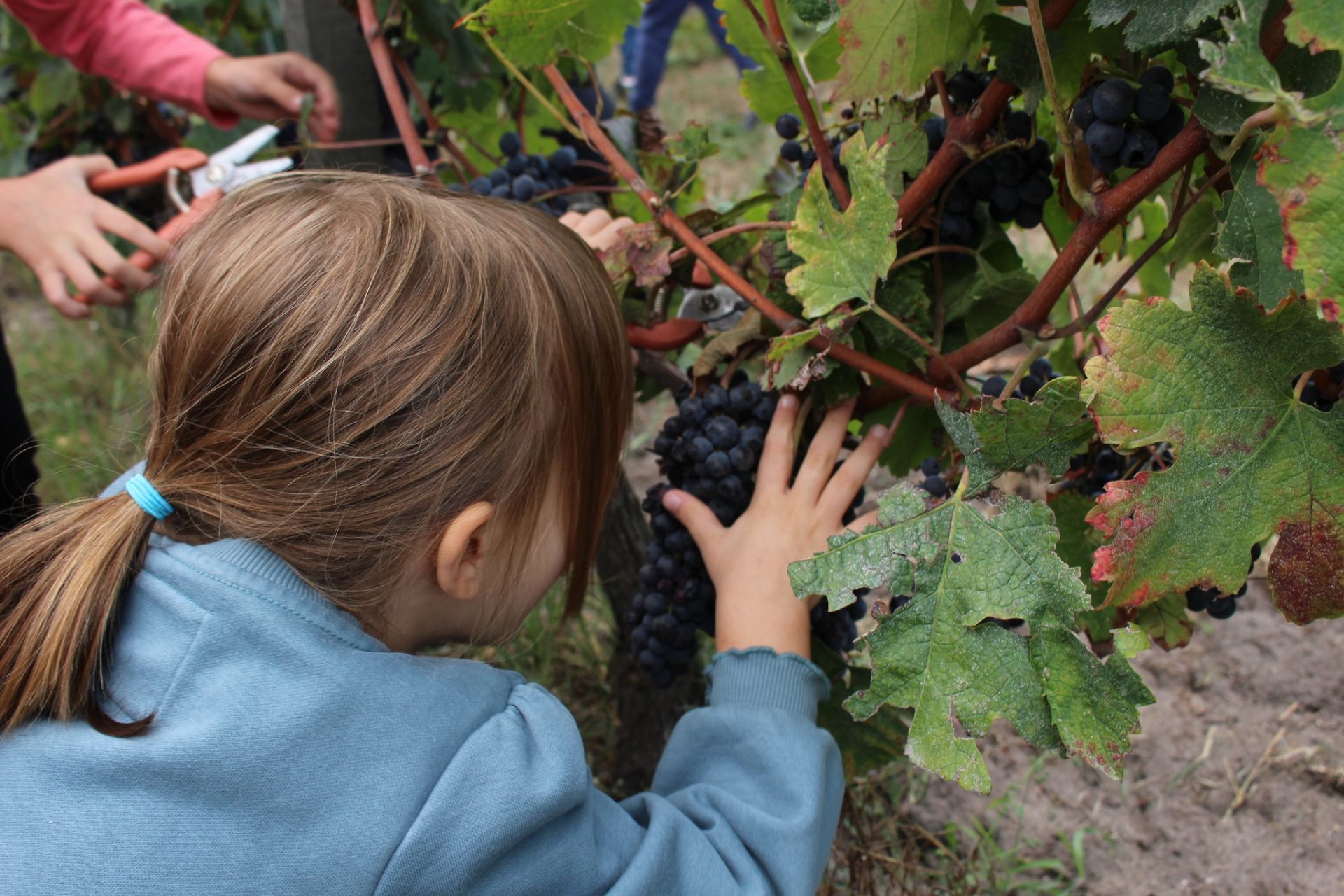 Fête des vendanges : Gradignan invite petits et grands le 27 septembre