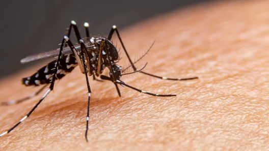 Gironde : un nouveau cas de chikungunya autochtone entraîne une vaste opération de démoustication