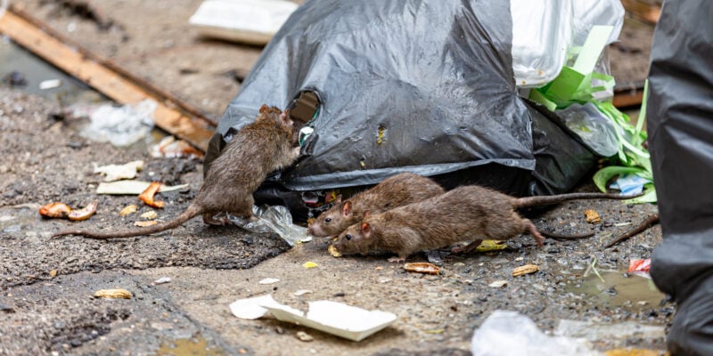 Prolifération de rats à Bordeaux : les habitants de Bacalan veulent des mesures fortes