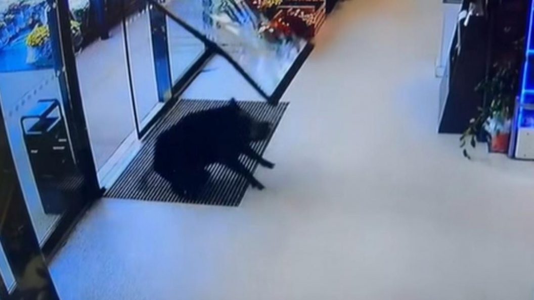 Gironde : un sanglier défonce la vitrine d’un supermarché à Bourg et sème la panique