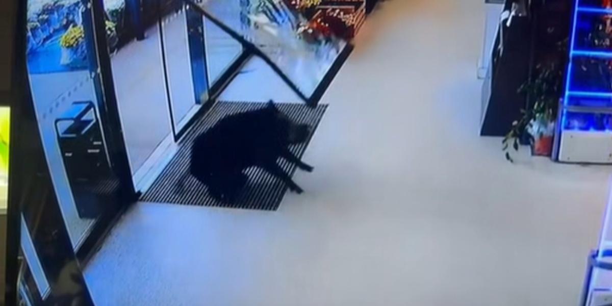 Gironde : un sanglier défonce la vitrine d’un supermarché à Bourg et sème la panique